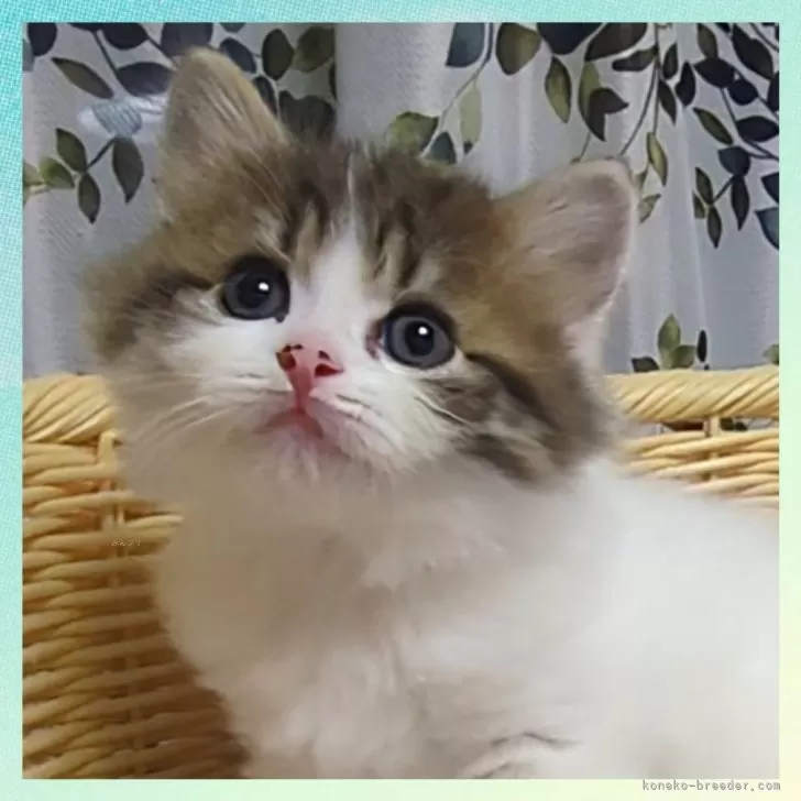 ID：2410-02348の子猫