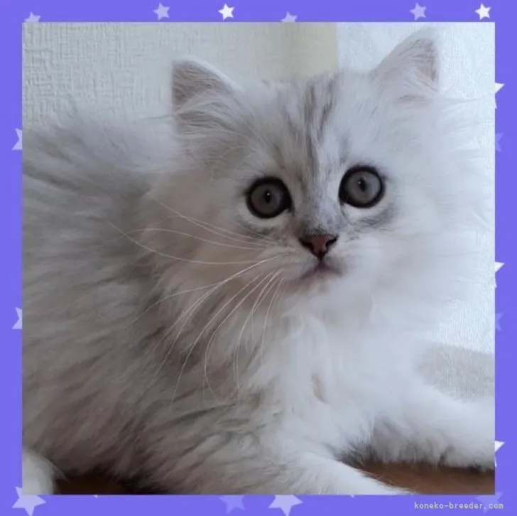 ID:2304-00196の子猫