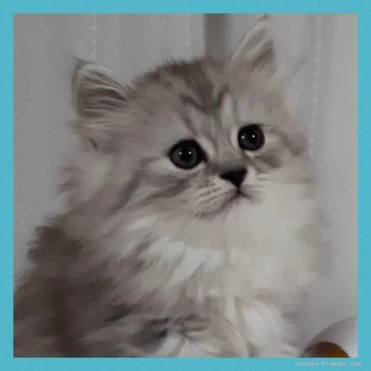 ID:2212-01970の子猫