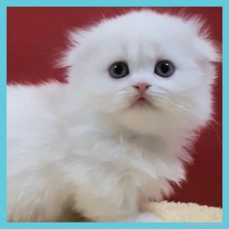 ID:2301-01639の子猫