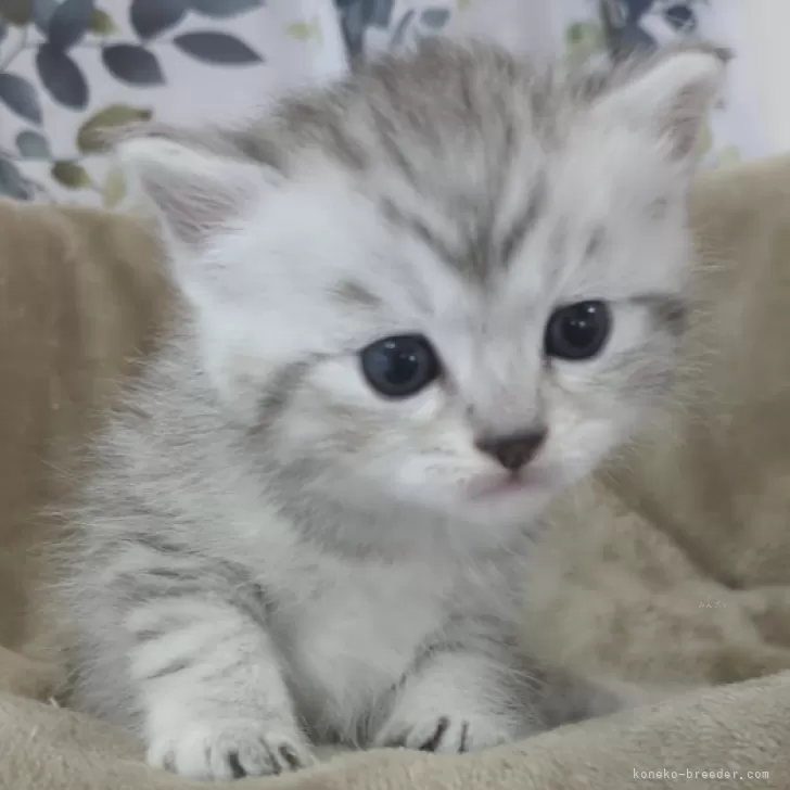 ID：2312-02681の子猫