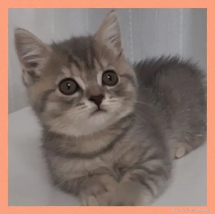 ID：2307-03422の子猫