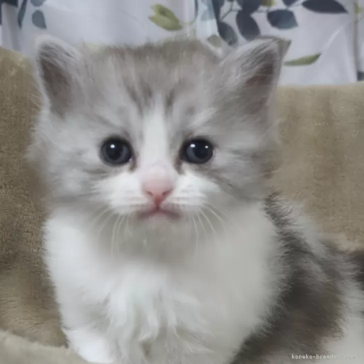 ID：2401-00098の子猫