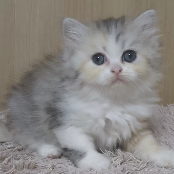 ID：2311-02837の子猫