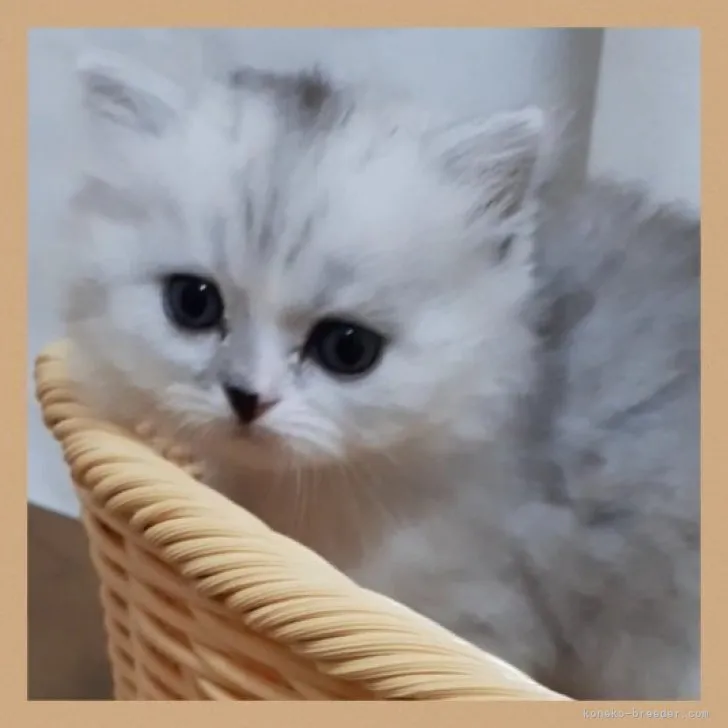 ID:2304-00194の子猫