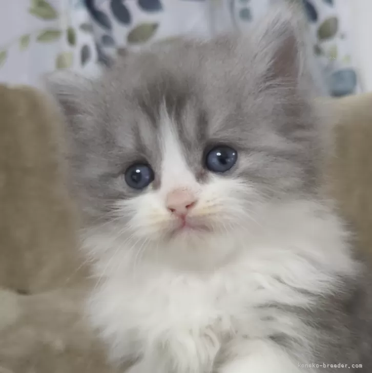 ID：2401-00083の子猫