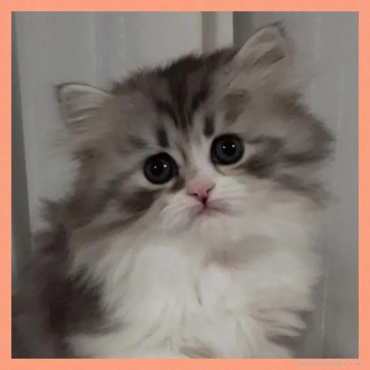 ID：2212-02106の子猫