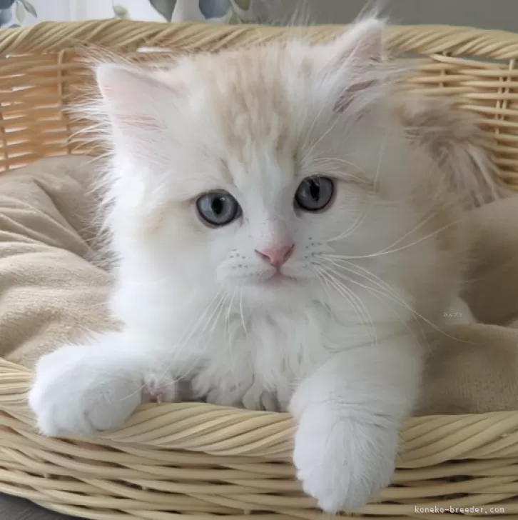 ID:2403-02995の子猫
