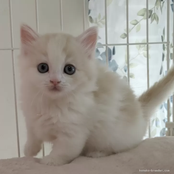 ID:2402-01752の子猫