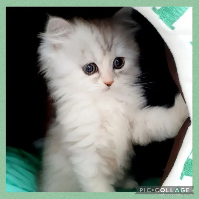 ID:2201-00246の子猫