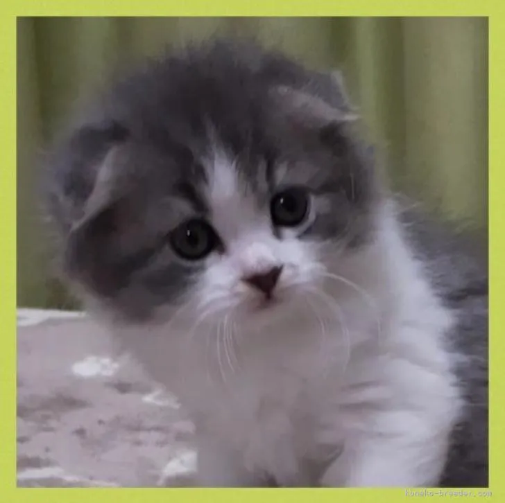 ID：2301-01653の子猫