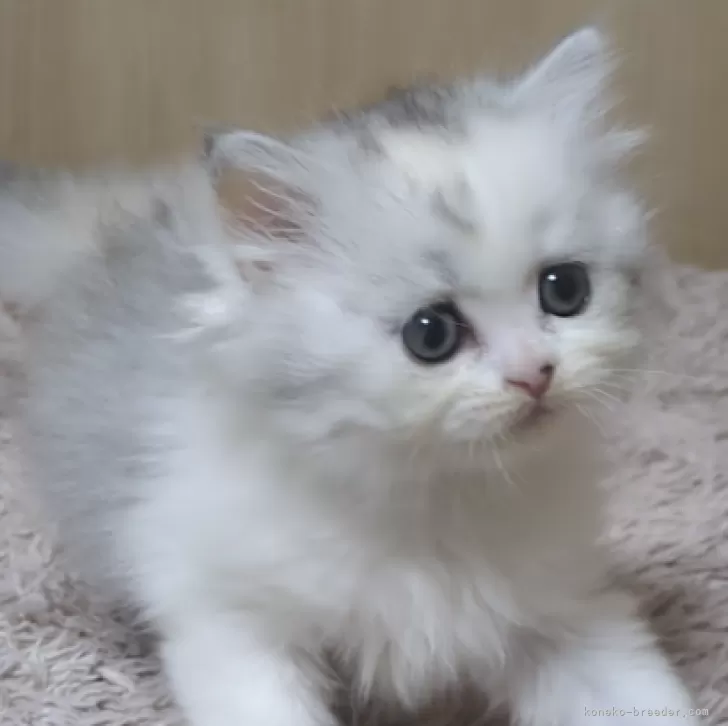 ID:2311-02838の子猫