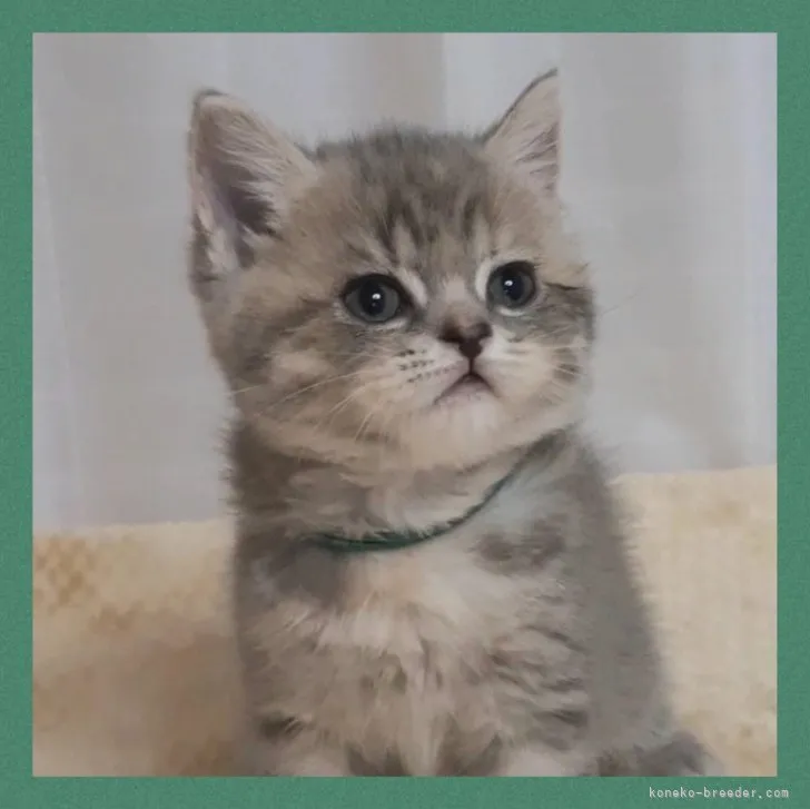 ID：2307-03424の子猫