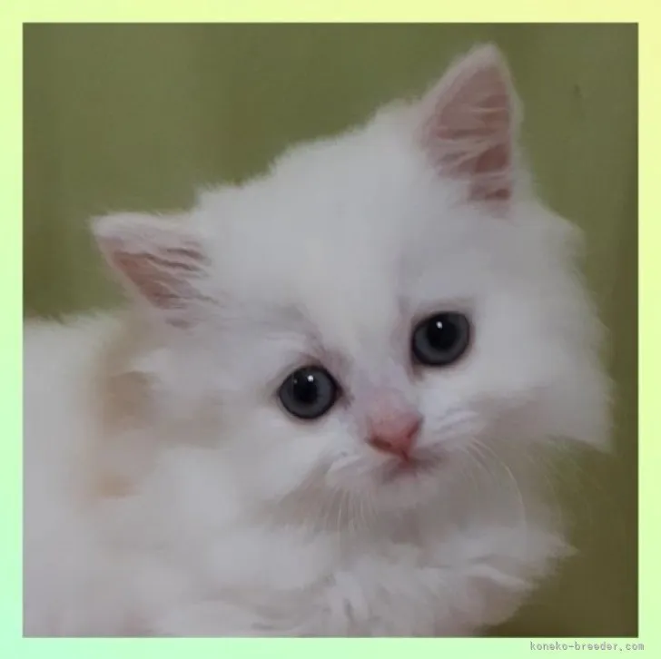ID：2305-03542の子猫