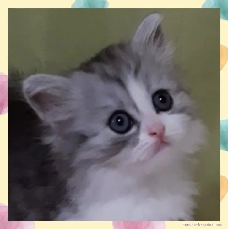 ID：2305-03713の子猫