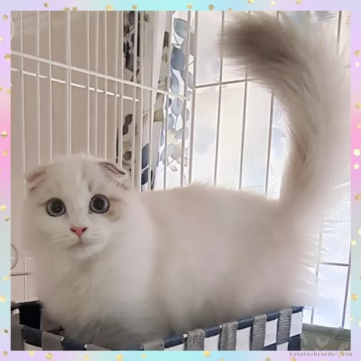 ID：2409-00141の子猫