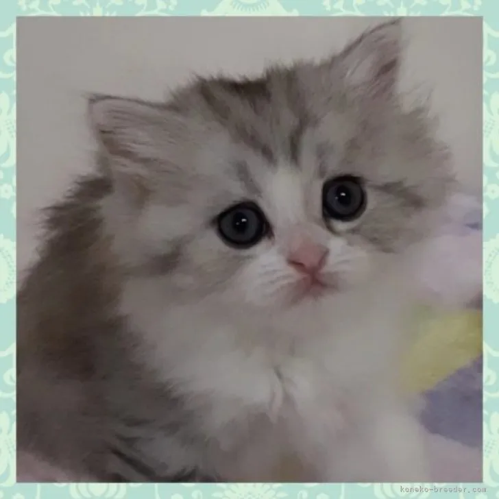 ID:2304-00192の子猫