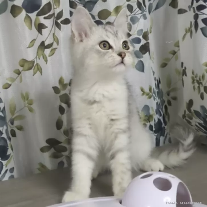 ID：2312-02677の子猫