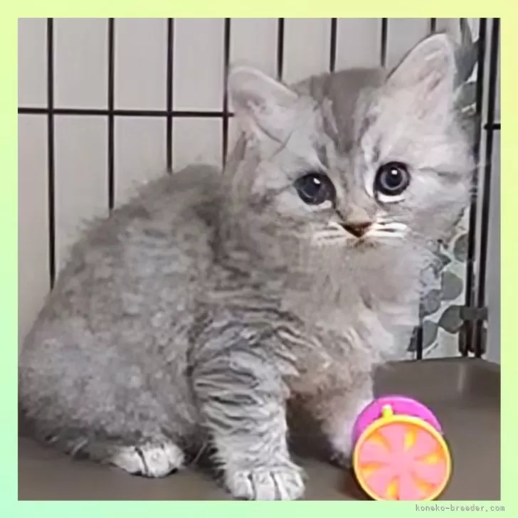 ID：2409-03070の子猫