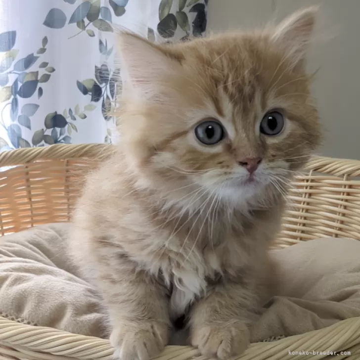 ID:2403-02996の子猫