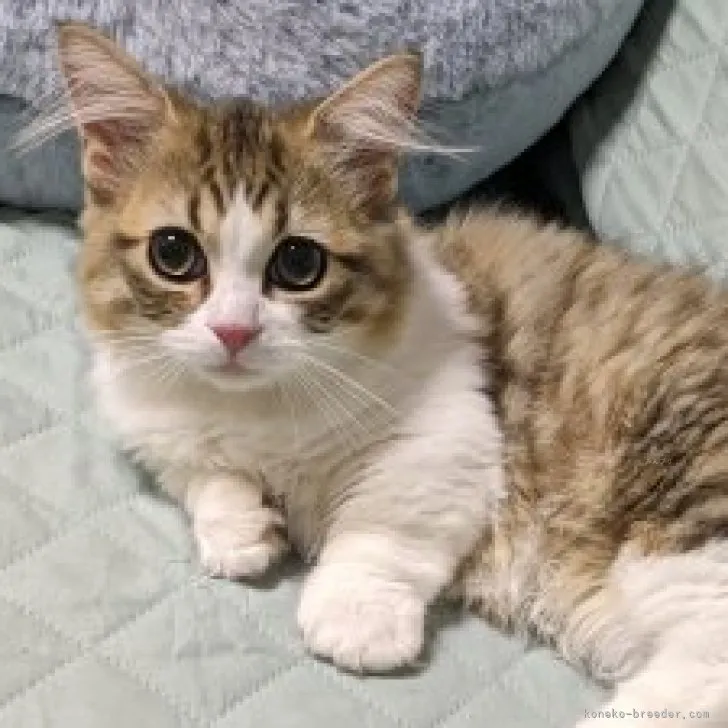 ID:2307-03464の子猫
