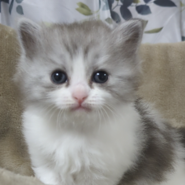 サイベリアン【千葉県・男の子・2023年12月2日・シルバータビー&ホワイト（ロング）】の写真「😺八割れ✩キャンドルテ―ル🩵イケメン君」