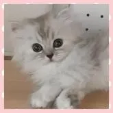 ミヌエット(長足)【千葉県・女の子・2022年6月15日・シェーデッドシルバー】の写真1「綺麗なお顔立ちです✨」