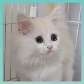 ミヌエット(長足)【千葉県・男の子・2024年7月25日・カメオタビー&ホワイト】の写真1「最新⭐綺麗なイケメン君に成長しました🩵」