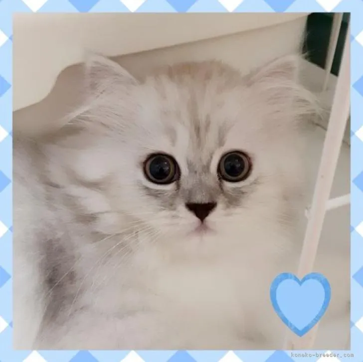 ID:2207-01986の子猫
