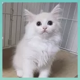 ミヌエット(長足)【千葉県・男の子・2024年7月25日・カメオタビー&ホワイト】の写真2