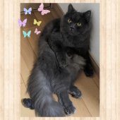 ブリティッシュロングヘア【・女の子・2021年8月27日・ブルー】「ブリティッシュブルーが美しいモフモフちゃん✨」