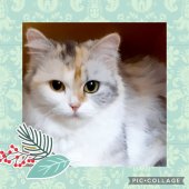 マンチカン【・女の子・2020年4月1日・シルバーパッチドタビー&ホワイト】「ふわふわセミロングでお手入れしやすい毛質です🎶」