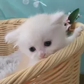 ミヌエット(長足)【千葉県・男の子・2024年7月25日・カメオタビー&ホワイト】の写真3