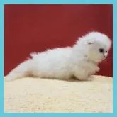 ミヌエット(短足)【千葉県・男の子・2022年12月8日・カメオ&ホワイト】の写真3「極短足…可愛いです❤️✨」