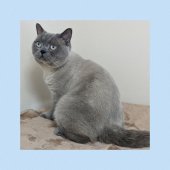 ブリティッシュショートヘア【・男の子・2022年6月11日・ブルーポイント】「穏やかな優しい性格🍀」