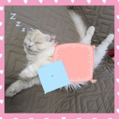 マンチカン【・女の子・2021年8月9日・カメオタビー&ホワイト】「可愛いモモちゃん🩷育児休憩タイム中…💤」