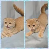 マンチカン(長足)【千葉県・男の子・2023年6月9日・クリ―厶タビー】の写真3