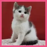 マンチカン(長足)【千葉県・女の子・2022年12月11日・ブルー&ホワイトバン】の写真5「すくすく成長中です😸」