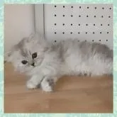 ミヌエット(長足)【千葉県・女の子・2022年6月15日・シェーデッドシルバー】の写真5「人懐っこい子です🍀」