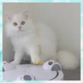 ミヌエット(長足)【千葉県・男の子・2023年11月18日・カメオ&ホワイト】の写真5「一緒に遊ぶの大好きです😽」