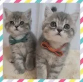 マンチカン(長足)【千葉県・女の子・2023年6月9日・ライラック】の写真5「左側のグリーンちゃん😹」