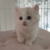 マンチカン(短足)【千葉県・男の子・2024年1月12日・クリー厶&ホワイト】の写真5