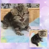 マンチカン(長足)【千葉県・女の子・2025年10月19日・ブラウンタビー】の写真5