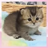 マンチカン(長足)【千葉県・女の子・2025年10月19日・ブラウンタビー】の写真2