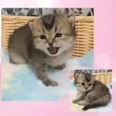 マンチカン(長足)【千葉県・女の子・2025年10月19日・ブラウンタビー】の写真5