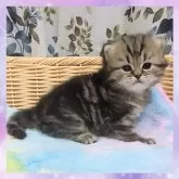 マンチカン(長足)【千葉県・女の子・2025年10月19日・ブラウンタビー】の写真7