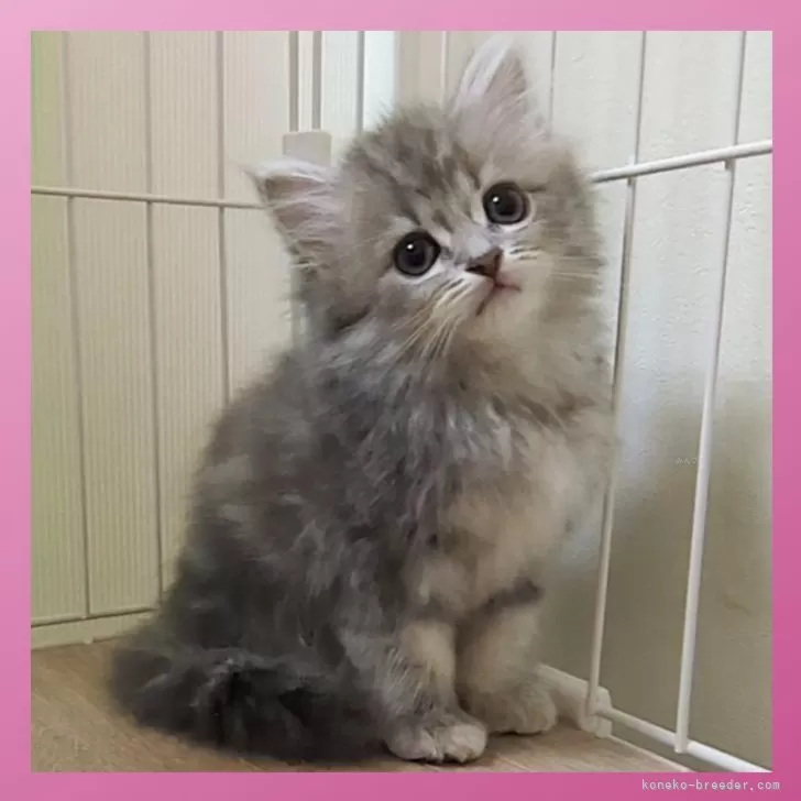 ID：2506-01325の子猫