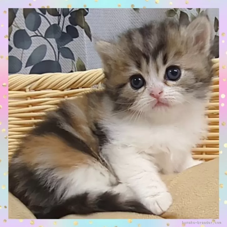 ID：2504-00312の子猫