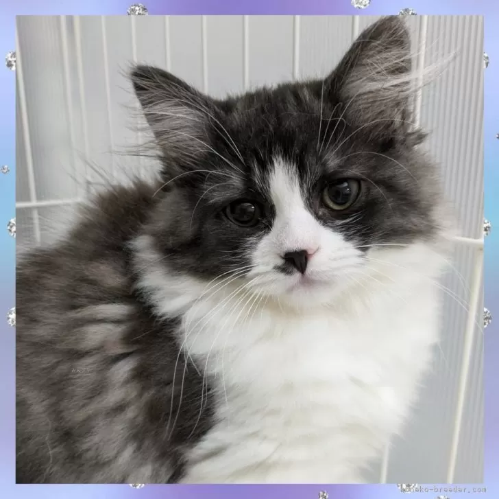 ID：2411-02012の子猫