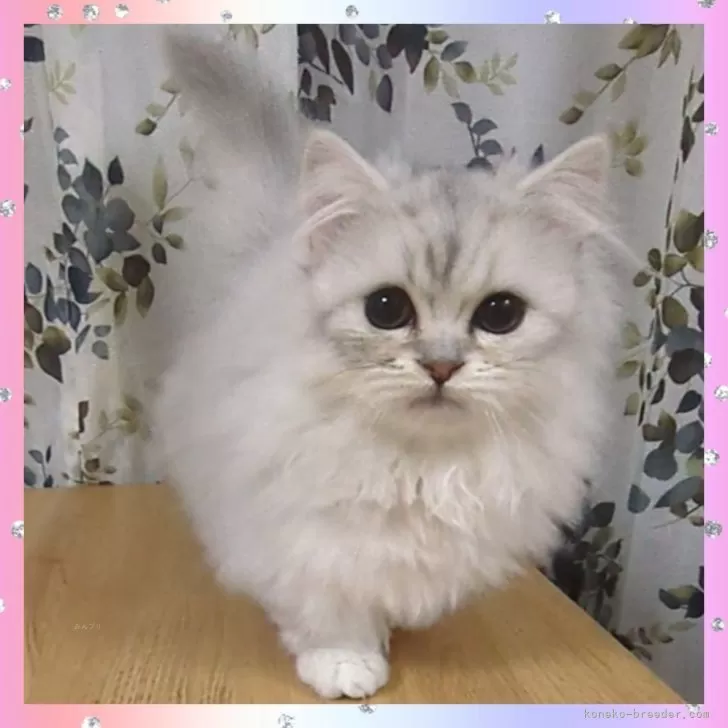 ID：2411-01355の子猫